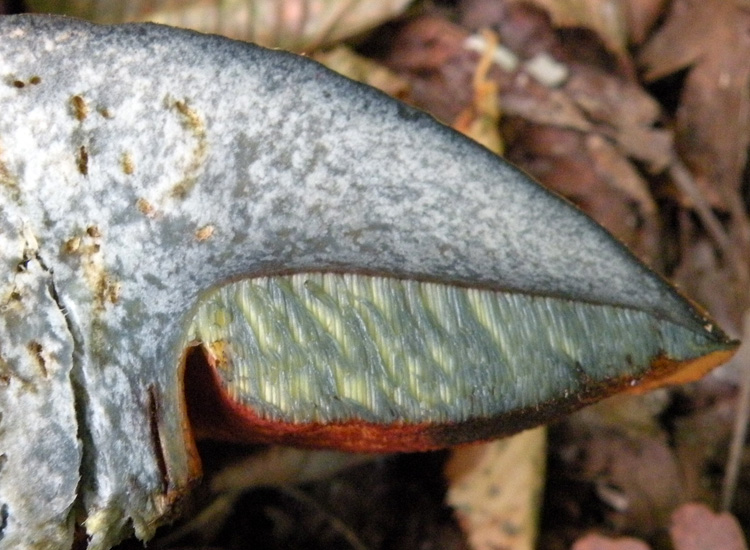 Porcini emiliani: Boletus luridus?